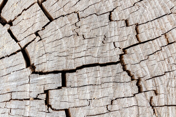 Close-up view of beige with gray old dry weathered tree stump surface covered with large amount of cracks. Abstract wooden background. Copy space. Soft focus. Natural backdrop theme.