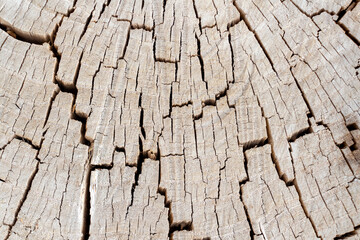 Close-up view of beige with gray old dry weathered tree stump surface covered with large amount of cracks. Abstract wooden background. Copy space. Soft focus. Natural backdrop theme.