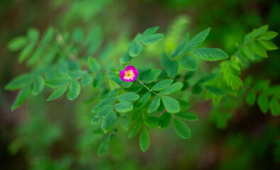 ladybird on a flower