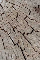 Close-up view of beige with gray old dry weathered tree stump surface covered with large amount of cracks. Abstract wooden background. Copy space. Soft focus. Natural backdrop theme.