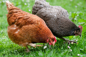 free range  hens on  green grass looking for food