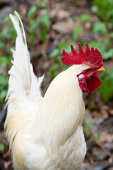 free range  white  rooster on  green grass looking for food