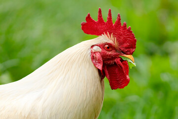 free range  white  rooster on  green grass looking for food