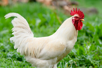 free range  white  rooster on  green grass looking for food