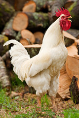 free range  white  rooster on  green grass looking for food