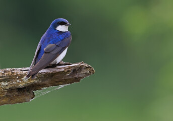 Tree Swallow perched on a tree branch with green background