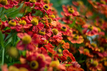 red and yellow flowers