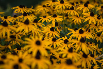 sunflower field with bee