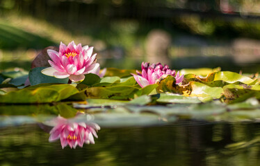pink water lilies
