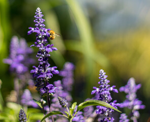 flowers in the garden