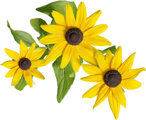 Top view of Black Eyed Susan plant with yellow flower