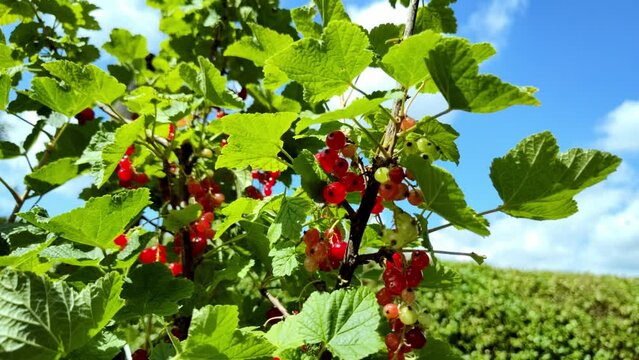 leckere reife rote Johannisbeeren - Erntezeit im Garten, frisch, gesund, Vitamine, Beerenstrauch, Marmelade, Smoothie, Gesundheit