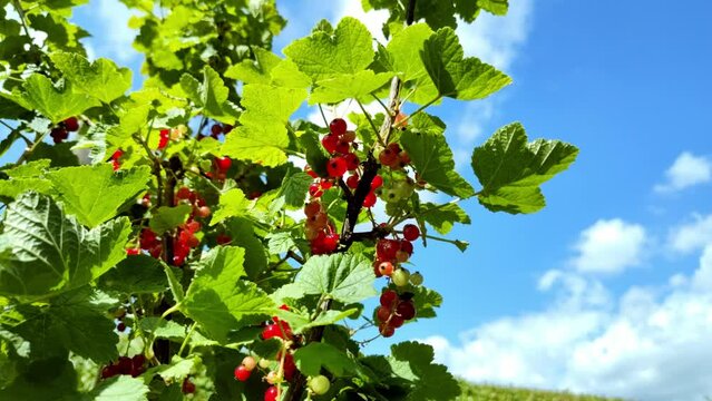 leckere reife rote Johannisbeeren - Erntezeit im Garten, frisch, gesund, Vitamine, Beerenstrauch, Marmelade, Smoothie, Gesundheit