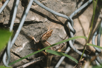 lizard on stone wall