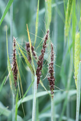 A spike of barley is infected with the fungus Ustilago nuda