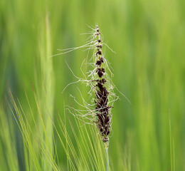 A spike of barley is infected with the fungus Ustilago nuda