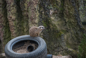 Meerkat standing on a car tire in a zoo