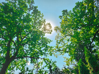 Obraz premium Verdant tree branches frame a clear blue sky, with sunlight filtering through leaves.
