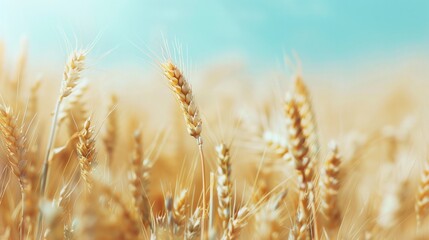 Fototapeta premium Abstract background of golden wheat ear in field with blue sky