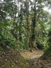 Fototapeta premium A stone step staircase in the Jungle at the Lost City in Colombia