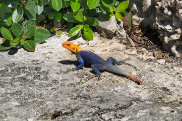 Male Peter's Rock Agama, also known as the Red Headed Agama lizard seen in a park in Miami, Florida. Peter's rock agamas were introduced in Florida via the pet trade as either escaped or released pets