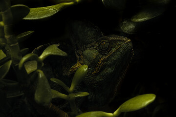 Green chameleon hiding in plain sight under a canopy of foliage