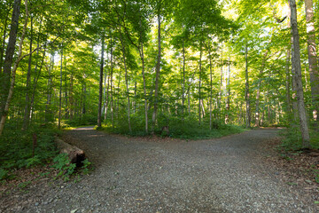 A fork in a path under a canopy of forest trees