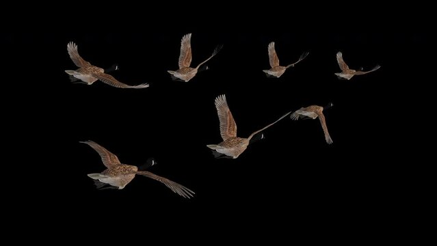 Wedge of 7 Wild Geese - Flock of Seven Waterfowl Hunt Game Birds - American Canada Goose - Flying Loop - Back Angle View CU - Alpha Channel - Realistic 3D animation isolated on transparent background