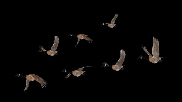 Wedge of 7 Wild Geese - Flock of Seven Waterfowl Hunt Game Birds - American Canada Goose - Flying Loop - Front Angle View CU - Alpha Channel - Realistic 3D animation isolated on transparent background