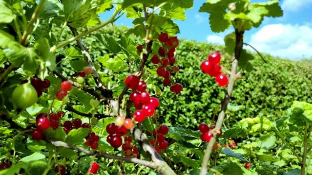leckere reife rote Johannisbeeren - Erntezeit im Garten, frisch, gesund, Vitamine, Beerenstrauch, Marmelade, Smoothie, Gesundheit