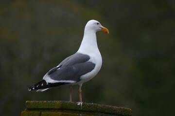Solitary seagull standing in-front of dark blurred background in Michigan