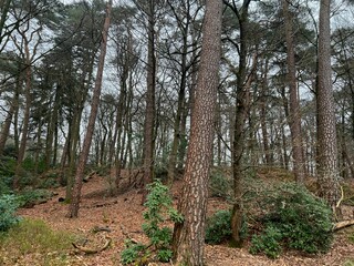 Beautiful trees, fallen leaves and green grass in forest