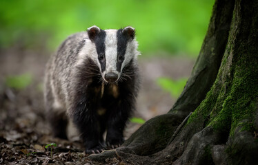 Badger close up ( Meles meles )