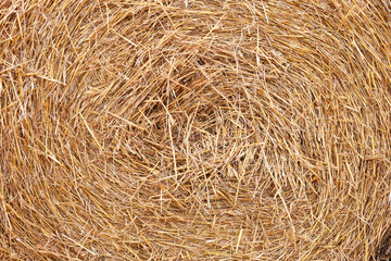 Hay bale roll as background, closeup view