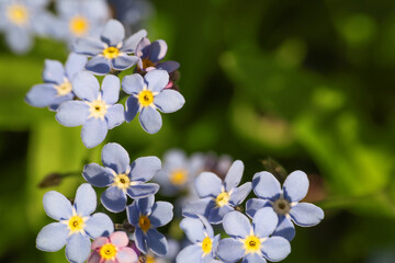 Beautiful forget-me-not flowers growing outdoors, closeup. Spring season