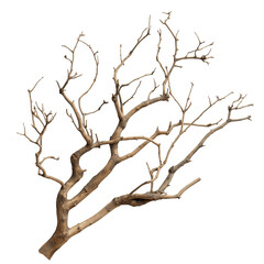 Obraz premium Bare tree branch without leaves, isolated