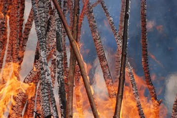 Burning firewood in the forest, close-up. Fire and smoke