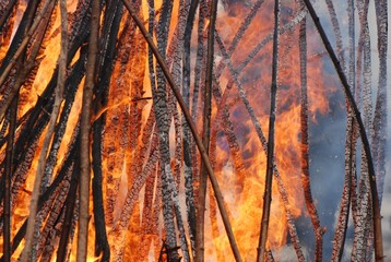 Burning firewood in the forest, close-up. Fire and smoke