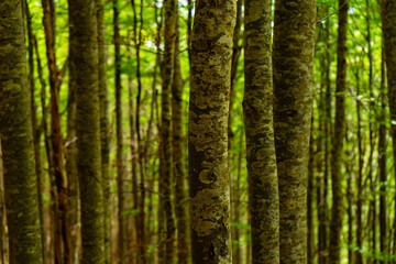tree trunk forest bark