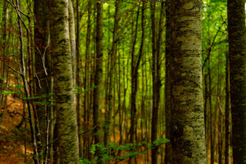 trees in the forest