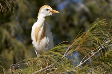 Kuhreiher (Bubulcus ibis) im Prachtkleid auf einem Baum stehend - Arrecife, Lanzarote, Kanarische Inseln
