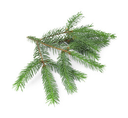 Green pine tree branch isolated on white