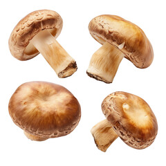 Fototapeta premium Edible mushroom, forest mushroom, isolated
