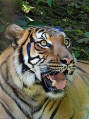 tiger in the zoo