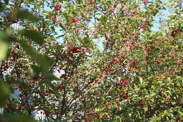 Cherry tree with ripe red berries outdoors