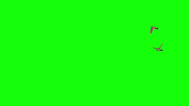 Two Canada Geese - North American Wild Waterfowl Hunt Game Birds - Flying Around Loop - Green Screen - Realistic naturalistic 3D animation isolated on chroma key background