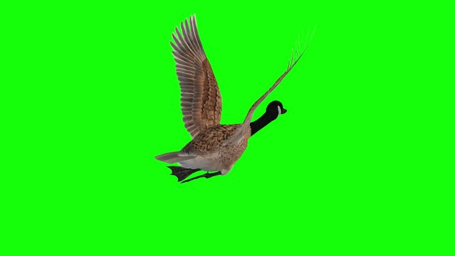 Canada Goose - North American Wild Waterfowl Hunt Game Bird - Flying Loop -  Back Angle View Close Up- Green Screen - Realistic naturalistic 3D animation isolated on chroma key background