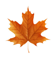 Obraz premium Orange fall maple leaf. Isolated