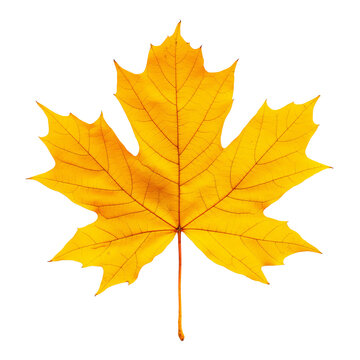 Yellow fall maple leaf. Isolated
