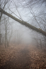 Fototapeta premium The forest in a fog.
